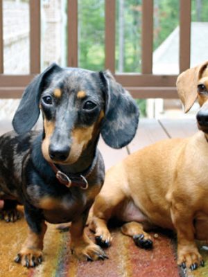 Raças de cães que têm mais chance de ter Síndrome de Cushing