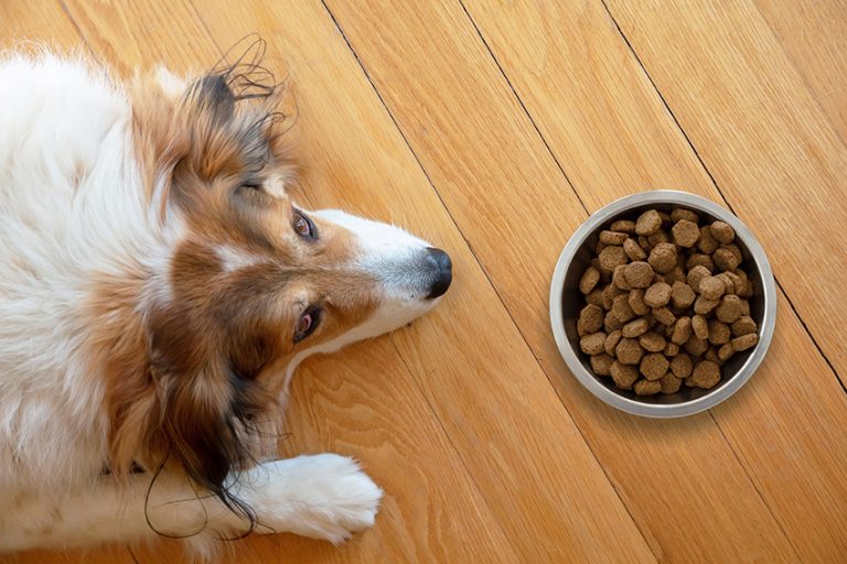 Dieta para cachorro com Síndrome de Cushing 2