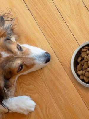 Dieta para cachorro com Síndrome de Cushing
