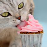 8 alimentos humanos comuns que são tóxicos para os gatos 1