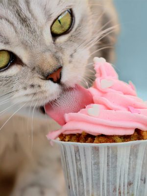 8 alimentos humanos comuns que são tóxicos para os gatos