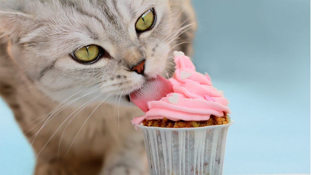 8 alimentos humanos comuns que são tóxicos para os gatos 1