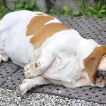 Obesidade e diabetes em cães - entenda o problema 2