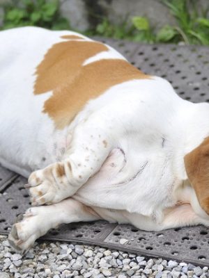 Obesidade e diabetes em cães – entenda o problema