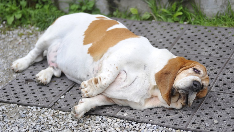 Obesidade e diabetes em cães - entenda o problema 7