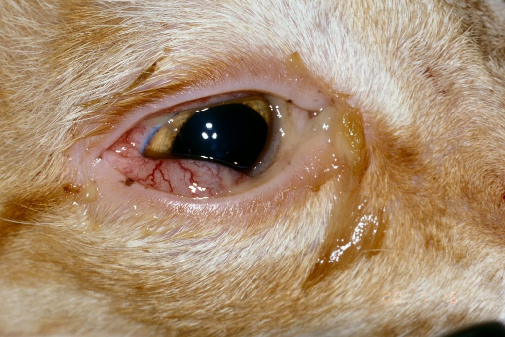 11 doenças mais comuns nos olhos de cachorro: como identificar e o que fazer 8