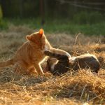 Perigos que os donos de gatos precisam estar cientes neste verão 3