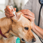 Otite em cães - o que é, sintomas e tratamentos 2