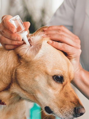 Otite em cães – o que é, sintomas e tratamentos