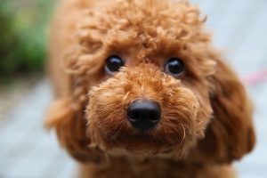 Problemas oftalmológicos em Poodle 6