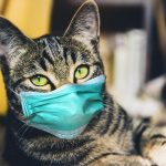 Gatos podem pegar COVID 19 / Coronavirus? 3