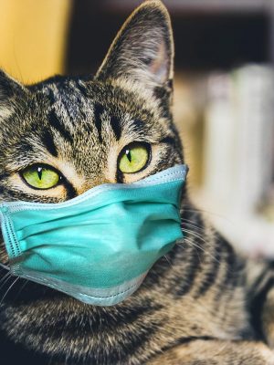 Gatos podem pegar COVID 19 / Coronavirus?