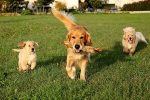 Guia para entender e tratar alergias em cães 101