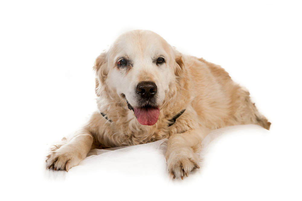 Problemas de visão em cães e sinais de cegueira 4