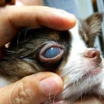 Entenda a úlcera de córnea em cachorros: sintomas e tratamentos 8
