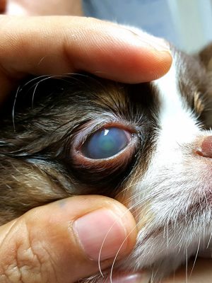 Entenda a úlcera de córnea em cachorros: sintomas e tratamentos