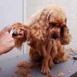 Cachorro estranho depois do banho e tosa, por que? 6