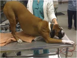 Pancreatite em cães: sintomas e tratamento 12