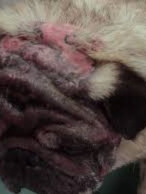Dermatite alérgica canina: causas e opções de tratamento