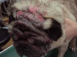 Dermatite alérgica canina: causas e opções de tratamento 1