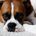 Os 6 problemas comuns com os olhos do cão boxer que você precisa saber 26