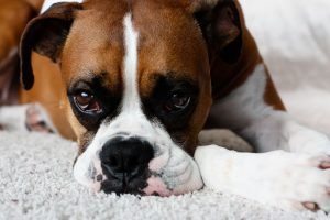 Os 6 problemas comuns com os olhos do cão boxer que você precisa saber 7