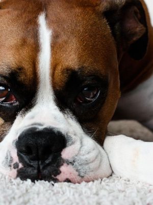 Os 6 problemas comuns com os olhos do cão boxer que você precisa saber