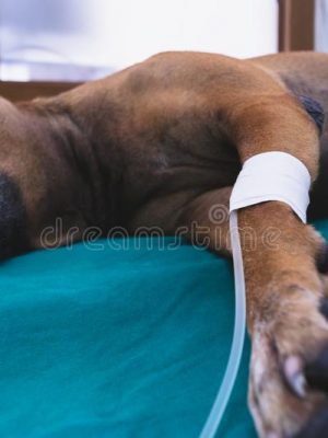 Insuficiencia renal em cachorros – guia completo