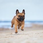 Problemas respiratórios do Bulldog Francês: coisas a saber 6