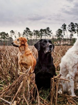 O que significa sonhar com cachorro? Qual é a interpretação deste sonho?