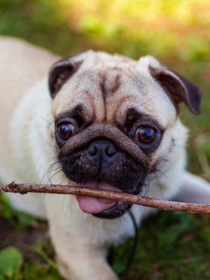 Quais são os prós e contras de possuir um Pug