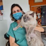 Dermatologia para gatos: tudo o que você precisa saber sobre a saúde da pele e pelo do seu felino - Dermatologista para gatos em São Paulo 5