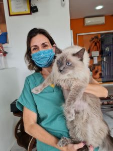 Clínica veterinária para gatos dermatologia em Santo André
