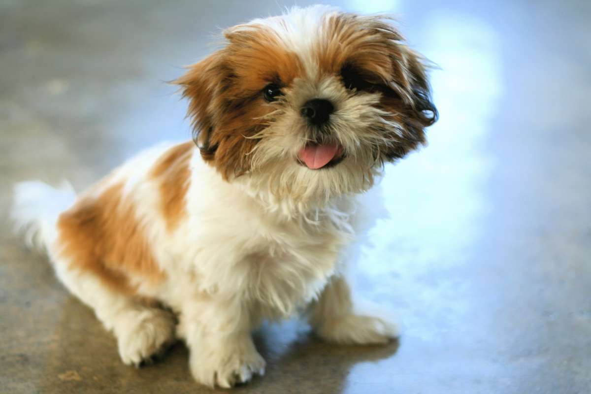 Alergia em Shih Tzu: tudo o que você precisa saber 78