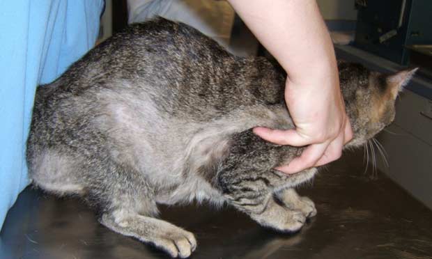 Problemas e doenças de pele em gatos - saiba como identificar e tratar 5