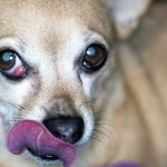 Cachorro coçando o olho. Irritação, alergia ou outra doença? Entenda o que pode ser 2