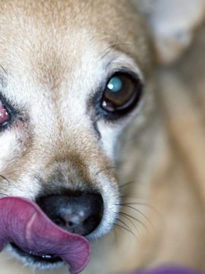 Cachorro coçando o olho. Irritação, alergia ou outra doença? Entenda o que pode ser