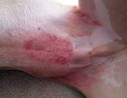 Por que seu cão tem erupção na pele? Causas comuns e tratamentos explicados 4