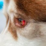 Mancha de sangue nos olhos do cachorro? Saiba o que é, os riscos e o que você pode fazer 16