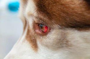 Mancha de sangue nos olhos do cachorro? Saiba o que é, os riscos e o que você pode fazer 42
