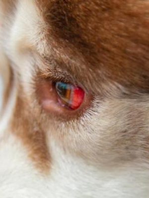Mancha de sangue nos olhos do cachorro? Saiba o que é, os riscos e o que você pode fazer