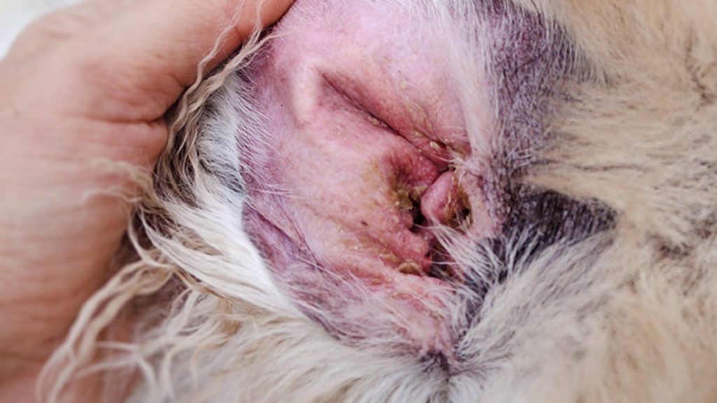Doenças de pele em cães mais comuns e seus tratamentos 2