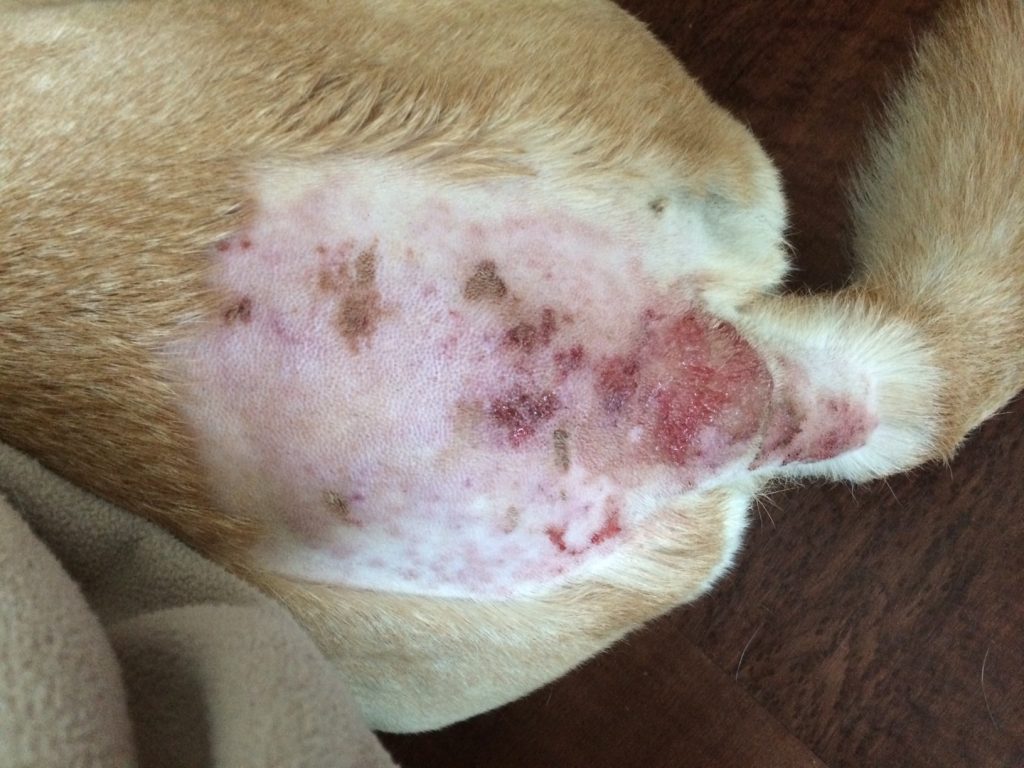 Doenças de pele em cães mais comuns e seus tratamentos 5