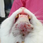 Problemas e doenças de pele em gatos - saiba como identificar e tratar 13
