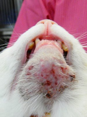 Problemas e doenças de pele em gatos – saiba como identificar e tratar