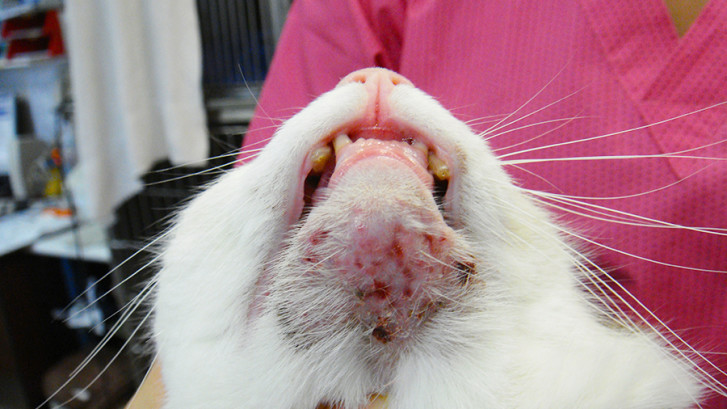 Problemas e doenças de pele em gatos - saiba como identificar e tratar 17