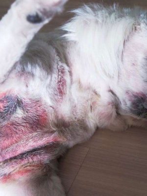 Doenças de pele em cães mais comuns e seus tratamentos