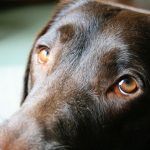 Teste para saber se meu cachorro enxerga bem e quando levá-lo ao oftalmologista 4