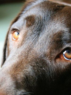 Teste para saber se meu cachorro enxerga bem e quando levá-lo ao oftalmologista