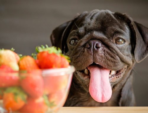 Pugs podem comer frutas e vegetais?